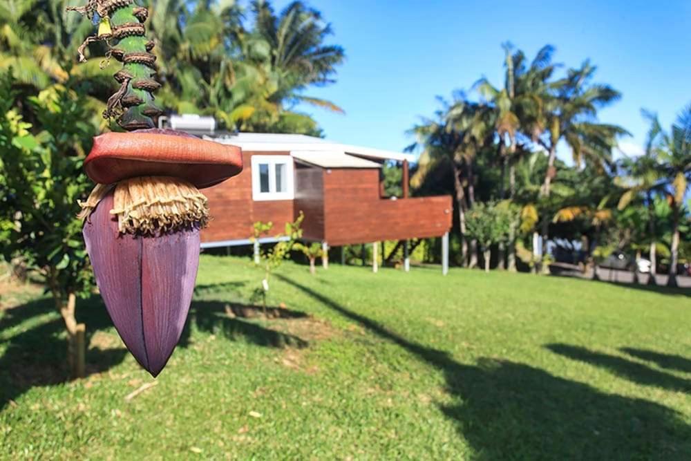 L'Escapade Creole Jacuzzi Privatif Bungalow Ananas Saint-Joseph Exterior foto